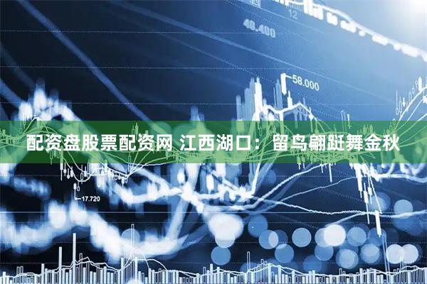 配资盘股票配资网 江西湖口：留鸟翩跹舞金秋